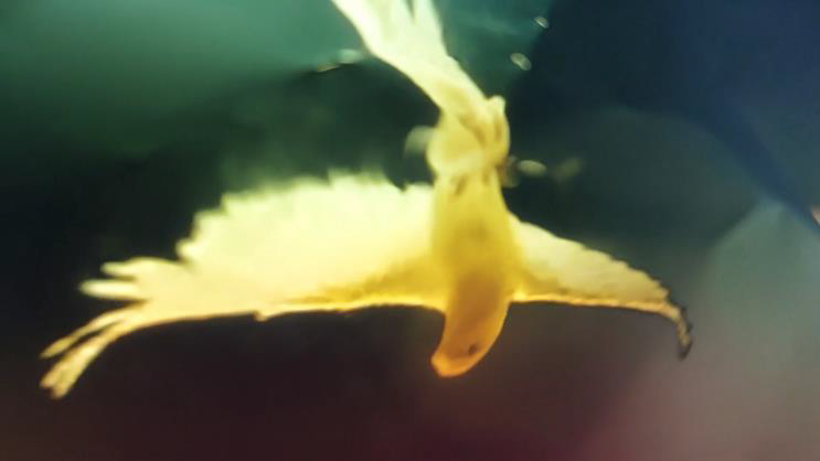 O human race, born to fly upward, wherefore at a little wind dost thou so fall?
