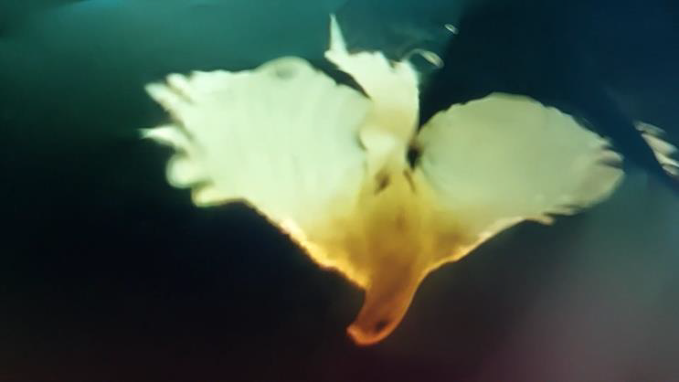 O human race, born to fly upward, wherefore at a little wind dost thou so fall?